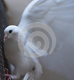 Bílý holubice mír 