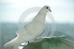 White dove of peace