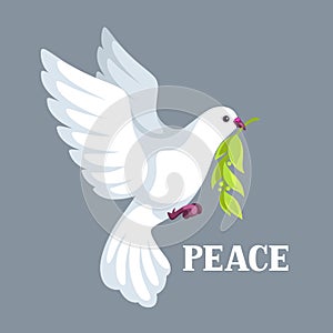 White dove of peace bears olive branch