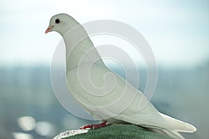 White dove of peace