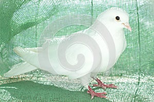 White dove of peace