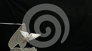 White dove of peace flying out of basket on black background