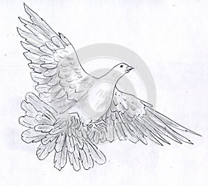 White dove - pencil sketch