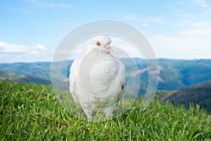 White dove or pigeon