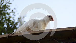 White dove pigeon sit on the roof