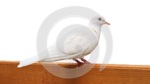 White dove or pigeon standing on log isolated on white background