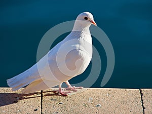 White dove pigeon standing on stone structure