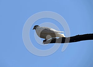 White Dove Pigeon (Streptopelia risoria