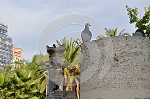 White Dove Pigeon Valencia Spain Palm Trees Vacation Mediterranean Ruins, White Stone, Peace Peaceful