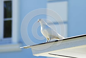 White dove on the roof