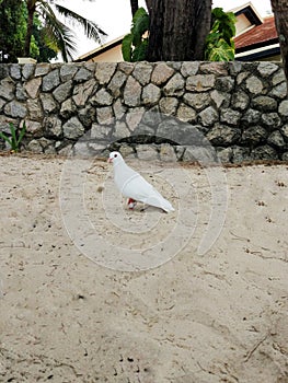 White dove on the sand , against a brick wall and palm trees