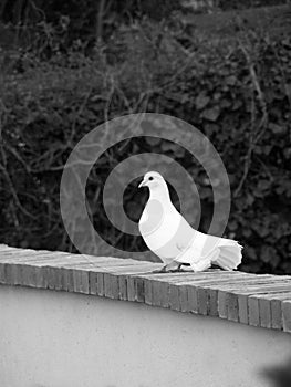 White dove sharp focused in BnW