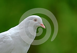 White dove showing great detail, seen in s rural location during summer. photo