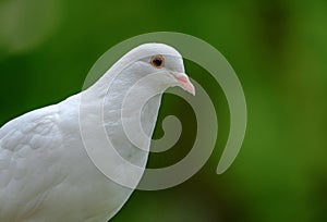 White dove showing great detail, seen in s rural location during summer. photo