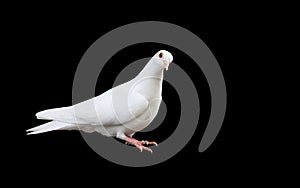 white dove sitting isolated on black