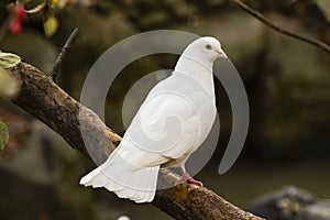 White Dove