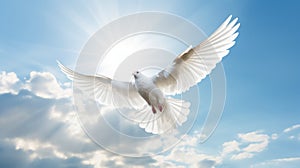 A white dove a sky with clouds background. Symbol of love and peace descends from sky