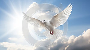 A white dove a sky with clouds background. Symbol of love and peace descends from sky