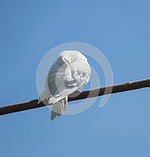 White dove sleeps on a branch