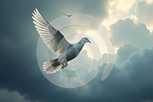 White dove soars through tempestuous grey skies , image, intense photo