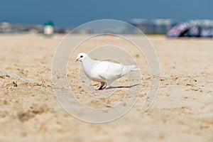 A white dove strolls along Kite Beach Dubai. Perfect image for animal in urban context