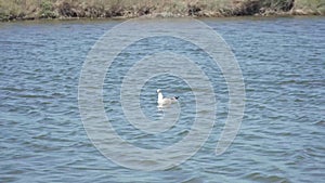 White dove swims in the lake