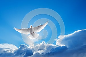 White Dove symbol of faith