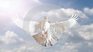 White dove symbol of freedom in the blue sky
