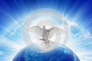 White dove symbol of love and peace flies above planet Earth