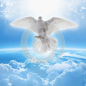 White dove symbol of love and peace