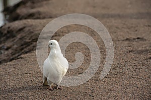 The white dove is a symbol of peace