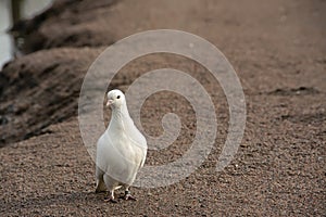 The white dove is a symbol of peace.