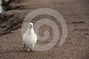 The white dove is a symbol of peace