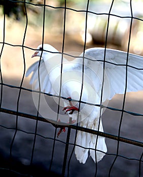 White dove trapped by the wire mesh