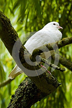 White dove in a tree