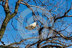 White dove on a tree branch against the blue sky