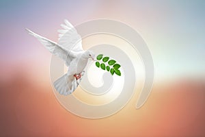 White Dove on vintage