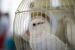 White dove, wedding dove dove in a cage