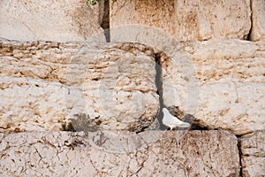 White Dove at Western Wall