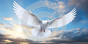 White dove with wings wide open in the blue sky