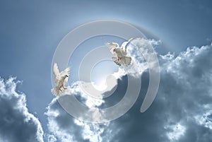 White doves against clouds and rainbow