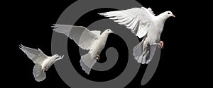 white doves, birds of peace in flight isolated on a black background