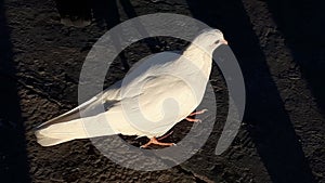 White doves denote love, peace and tranquility, but despite such a well-known fact