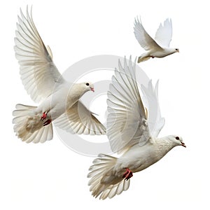 White doves in flight isolated on white