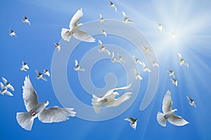 White doves flying photo