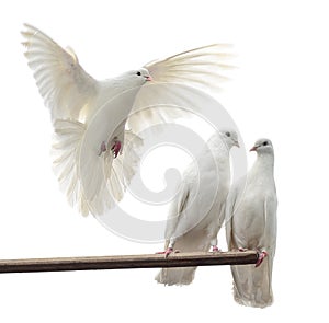 Bílý holubice 