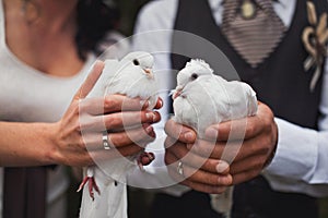 White doves in the hands of the newlyweds