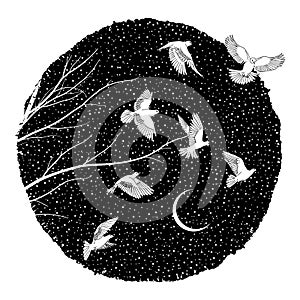 White Doves at night