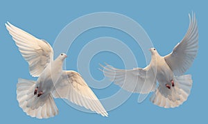 white doves of peace fly in the sky