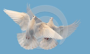 white doves of peace and freedom fly in the sky